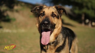 nerf dog tennis ball blaster pets at home