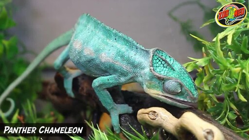 chameleon automatic mister