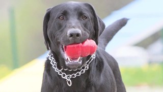 KONG Senior Kong Dog Toy, Large - Thumbnail-9