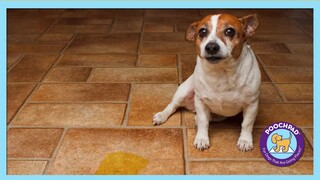 PoochPads Indoor Dog Potty Replacement Grass, 23" L X 15" W X .5" H - Thumbnail-4