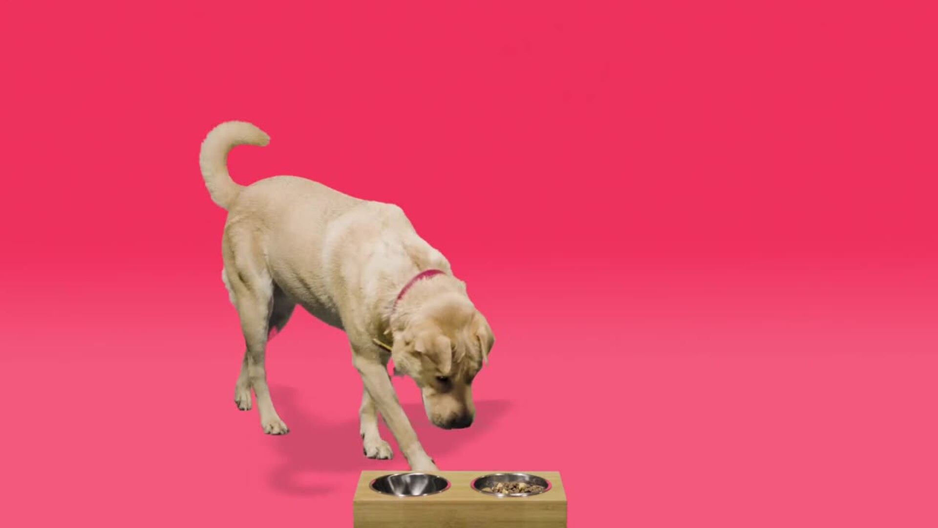 merrick pacific catch