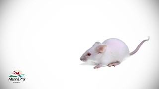 Manna Pro Rat & Mouse Dry Food, 2.5 lbs. - Thumbnail-6