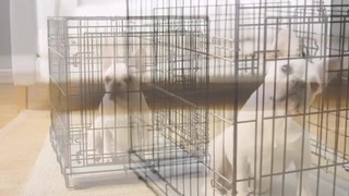 You & Me 2-Door Folding Dog Crate, 36" L x 23" W x 24" H - Thumbnail-10