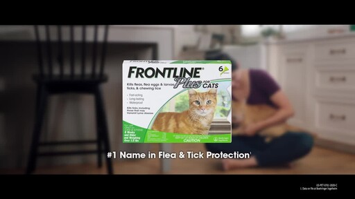 frontline for pregnant cats