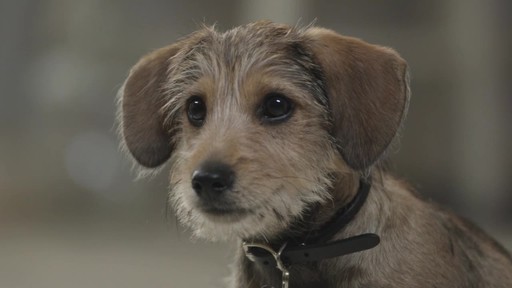 so phresh charcoal potty pads