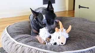KONG Trekkers Moose, Small - Thumbnail-5