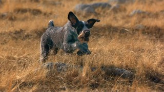Blue Buffalo Blue Freedom Grain-Free Puppy Chicken Recipe Dry Dog Food, 11 lbs. - Thumbnail-10