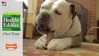 Nylabone Healthy Edibles Roast Beef Flavored Dog Bone Chews, Small, Count of 2 - Thumbnail-5