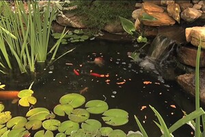 TetraPond Algae Control Controls Green Water and String Algae In Ponds, 101.4 oz. - Thumbnail-4