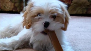 Nylabone Flexi Chew Chicken and Original Flavored Petite Bones Value Pack, X-Small - Thumbnail-4